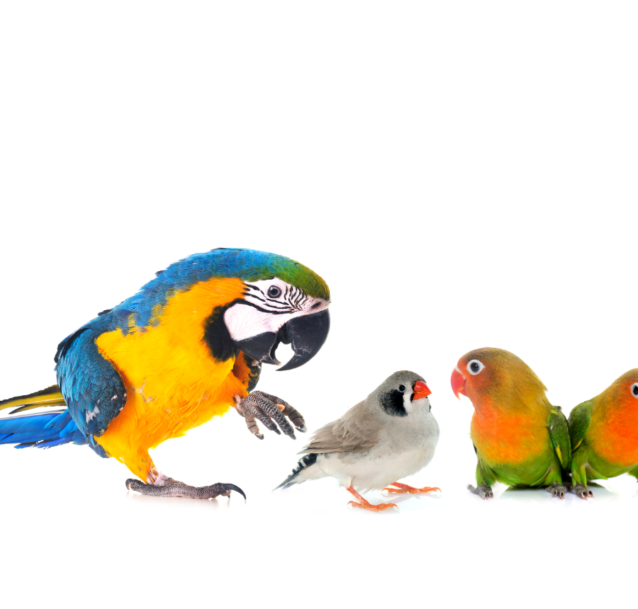 A group of parrots, cockatiels and budgies